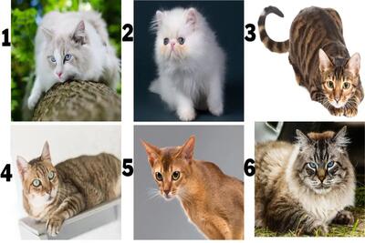 تست شخصیت شناسی | یک گربه انتخاب کن تا بگم شخصیت مرموز ، کیوت ، یا جدی ای داری