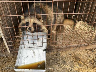 هشدار یک گروه حفاظت از حیوانات در مورد شیوع بیماری‌ در «مزارع خز چین» | خبرگزاری بین المللی شفقنا