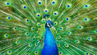 رقابت طاووس ها در نمایش زیبایی (فیلم)