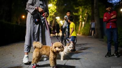 ورود سگ‌ به این اماکن در تهران ممنوع شد