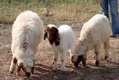 تولید و ترکیب ژنتیکی ۱۵۰۰ راس گوسفند در لرستان