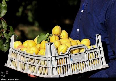تولید سالانه 25هزار تن زردآلو در باغات لرستان - تسنیم
