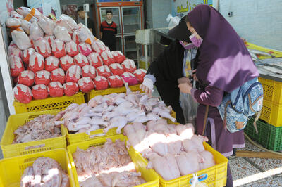 کاهش قیمت ها در بازار مرغ | مرغداران با ضرر می‌ فروشند