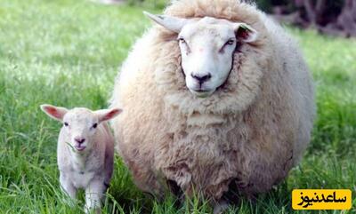 خبر عجیب و بی سابقه از گوسفندی که بچه انسان زایید/ تولد این جانور عجیب الخلقه اهل روستا را شوکه کرد+عکس