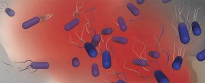 کشف باکتری‌های خو‌ن‌آشام مرگباری که جذب خون می‌شوند