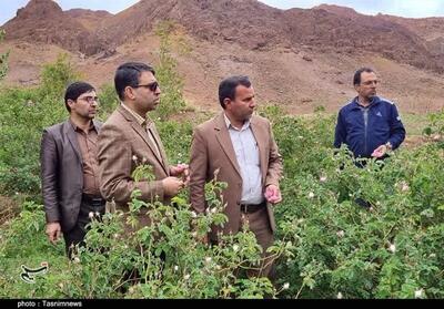 وجود 33 هکتار سطح زیر کشت گل محمدی در شهرستان راور - تسنیم