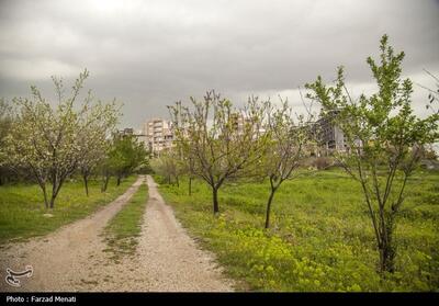 بهار در کوچه باغات سراب قنبر- کرمانشاه- عکس خبری تسنیم | Tasnim