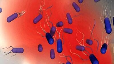 کشف باکتری‌های خو‌ن‌آشام مرگباری که جذب خون می‌شوند
