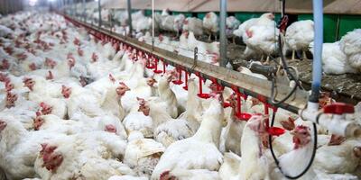 عرضه مرغ با چندین نرخ در بازار/ کاهش قیمت مرغ بعد از تعطیلات نوروز