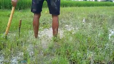 (ویدئو) ببینید این جوان بنگلادشی چگونه با گِل تله می سازد و ماهی می گیرد