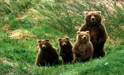 ثبت همزمان تصویر چهار قلاده خرس قهوه‌ای توسط محیط‌بانان منطقه حفاظت شده اشترانکوه