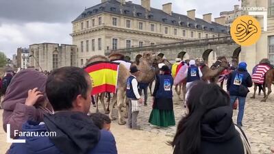 (ویدئو) شترها در محوطه کاخ وینسنس فرانسه