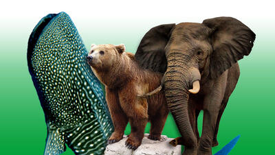 با 10 مورد از بزرگترین حیوانات جهان آشنا شوید - دیجی رو