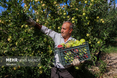 سهم بخش کشاورزی از تولید ناخالص داخلی استان زنجان ۲۶.۷ درصد است