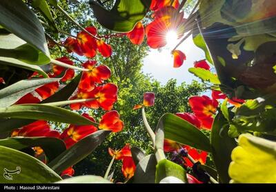 لاله‌های باغ ایرانی- عکس خبری تسنیم | Tasnim