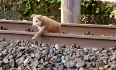 لحظاتی دلهره‌آور از خوابیدن یک سگ روی ریل قطار