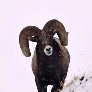 از جذابیت گوسفند کوهی تا قدم های ببر زیر برف