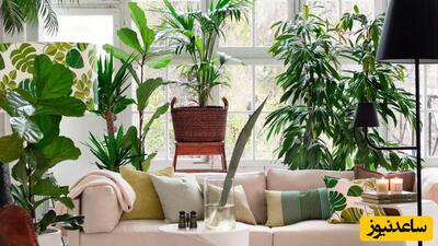 پرطرفدارترین گیاهان آپارتمانی برگ پهن برای دکور منزل