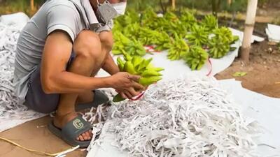 (ویدئو) فرآیند تماشایی برداشت میوه لوکس «دست بودا» در تایلند