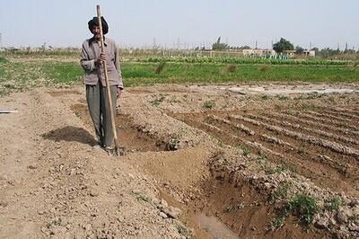 امهال تسهیلات کشاورزان خسارت‌دیده در بوشهر