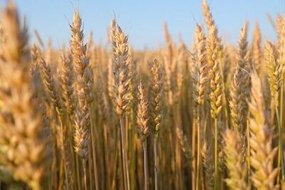 ۸۹۰۰۰هکتار از اراضی کشاورزی استان به کشت گندم اختصاص یافته است