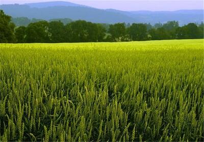 تولید 5.5تن گندم آبی در هر هکتار از مزارع لرستان - تسنیم