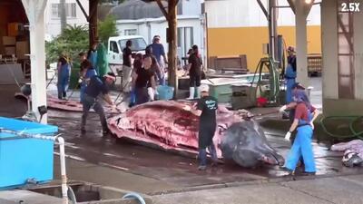 (ویدئو) ژاپنی ها چگونه نهنگ های غول پیکر را پس از صید، برش می زنند؟