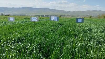 پیش بینی مبارزه با ملخ در سطح ۵ هزار هکتار از مزارع کشاورزی قزوین