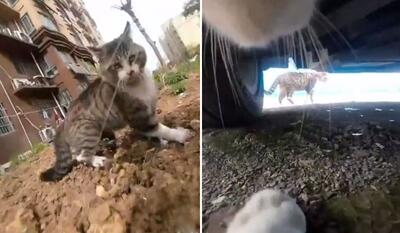 تعقیب و گریز هیجان انگیز دو گربه از زاویه ای متفاوت که به سرعت وایرال شد + ویدیو