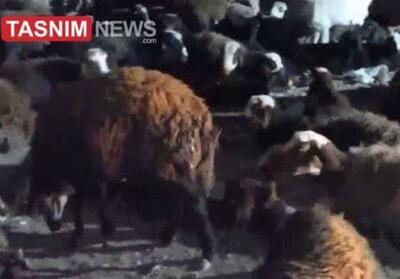 تلف شدن 57 رأس گوسفند در برخورد با قطار در آبیک - تسنیم