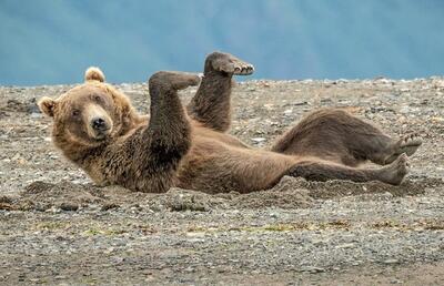 خنده‌دارترین لحظات «خرس‌ها» در حیات وحش (+عکس)