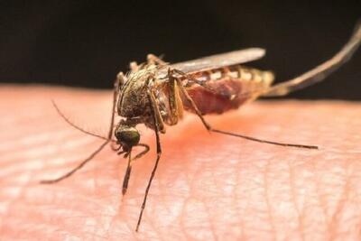 علائم بیماری مالاریا و راه‌های مبارزه با آن