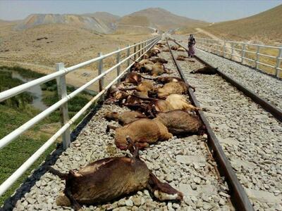 تلف شدن ۵۷ گوسفند در برخورد قطار با گله در قزوین