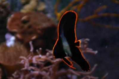 (ویدئو) تصاویری زیبا و شگفت‌انگیز از یک خفاش ماهی