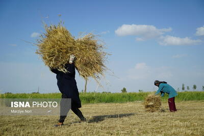 برداشت گندم درروستای پیری - شرق سیستان و بلوچستان