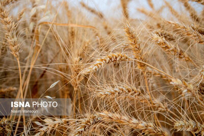 افزایش ۵۳ درصدی خرید گندم در خوزستان ‌