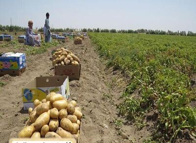 پیش بینی برداشت ۲۰۰۰ تن سیب زمینی در ایرانشهر