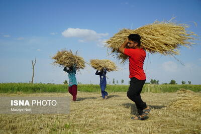 خرید گندم کشاورزان سیستان و بلوچستان از مرز ۲۱ هزار تن فراتر رفت