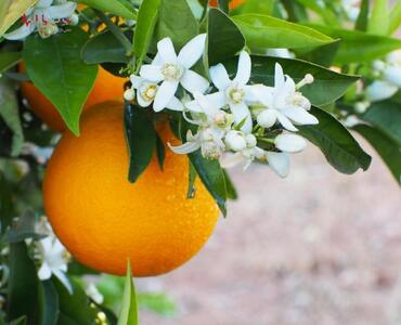 معجزه بهار نارنج برای گوارش