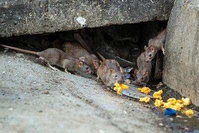 مبارزه با موش‌های پایتخت در آستانه فصل گرما زودتر آغاز شود