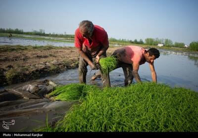نشاء برنج در گیلان- عکس صفحه استان تسنیم | Tasnim