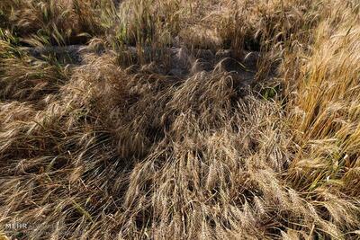 خسارت سنگین باران به کشاورزان خوزستان/ چقدر گندم از بین رفت؟