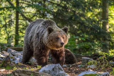 گشت و گذار خرس قهوه‌ای در پارک ملی گلستان (فیلم)