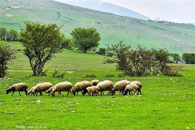یک میلیون هکتار از مراتع آذربایجان غربی ییلاقی است