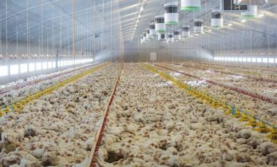 پیش بینی تولید ۳۰۰ هزار تن مرغ در اردیبهشت ماه