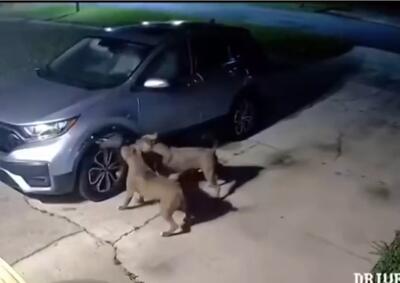 (ویدئو) خسارات سنگین سگ‌ها به یک خودرو