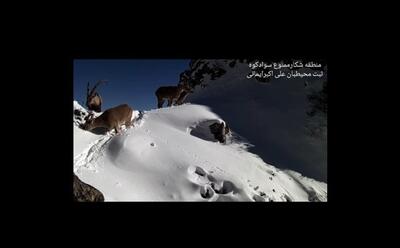 (ویدئو) ثبت زندگی سلاطین کوهستان در ارتفاعات برفی سوادکوه