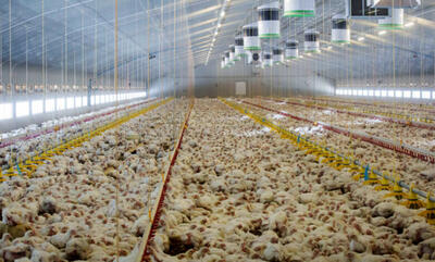 حداقل تولید مرغ در اردیبهشت ۳۰۰ هزار تن است