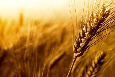 ۲۸ هزار و ۴۰۰ تن گندم از کشاورزان بوشهری خریداری شد