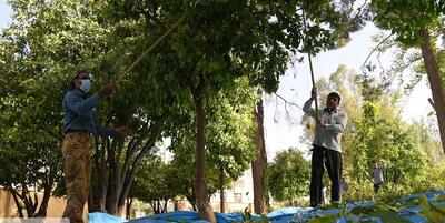 درختان نارنج شیراز به بیماری نماتد مبتلا شده‌اند
